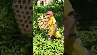 Bibi collects the golden egg for Mom #monky #babymonkey #babymonky #cute #monkey #funny #shorts