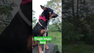 Tingin sa paligid #dog #doglover #shortvideo #viral