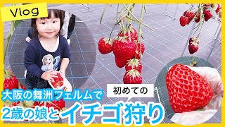 2歳の娘と大阪の舞洲フェルムでいちご狩りを初体験！2歳は無料でたくさんのイチゴが40分間、食べ放題、取り放題。舞洲にはアスレチックやたくさんの桜の広場や子供が遊べる場所が結構ありました！