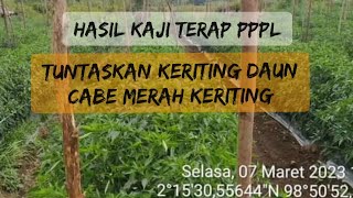 Jakes Sito : RAHASIA MENGATASI DAUN KERITING TANAMAN CABE