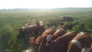 Maine Anjou Cattle