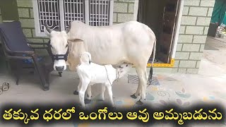 ఒంగోలు ఆవు అమ్మబడును 9866807279 |ongole cow for sale