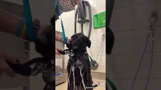 POV: Onyx - What Your Lab Puppy Thinks of His Bath