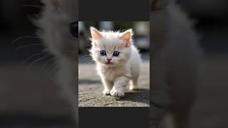 Who ever love cat must like and subcribe #kitten # cute #cat #insane short