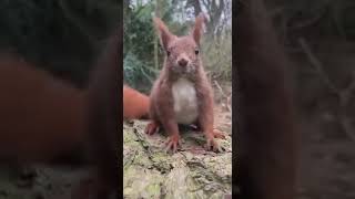 Kuyruğu ile dans eden bebiş.HAYVANLARA ve kanalıma DESTEK için ABONE olmanızı RİCA ediyorum.