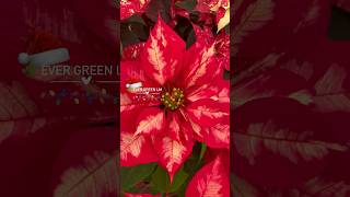 🌿🎄🌺 ✨ #sinaloa #viral #reels #jardin #youtube #jardineria #hogar #losmochis #navidad