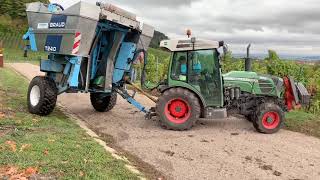 Fendt 210 V mit Braud Trauben Vollernter🍇🍇 bei der Traubenlese 2020 🍇🍇