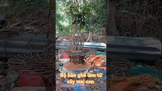 Bộ bàn ghế làm từ cây mai con