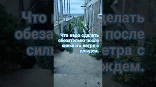 Что надо сделать обезательно после сильного ветра с дождем.что бы о безопасности растения #сад #дача