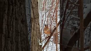 Бусинка прячет орешек ❄⛄🐾😋🌰🐿❤🌳🌲🤗⛄#белка #белочка #лесныежители #дружба #animals #squirrel #животные