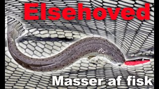 Elsehoved 😁 Masser af fisk 🐟 Havørred Fiskeri 🎣