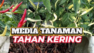 Media penyubur tanaman cabe agar cepat berbuah