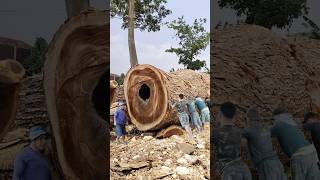 FINDING SPECIAL LARGE WOOD FROM PLANTATION FORESTS IN THE BAND SAW