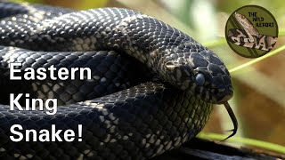 The Eastern King Snake: Everything You Need To Know! (4K)