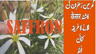 Home-Grown Saffron: Cultivation, Harvesting, and Benefits ۔ زعفران کی اہمیت و افادیت केसर