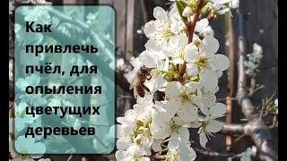 Эксперимент! Как привлечь пчёл, для опыления цветущих деревьев.