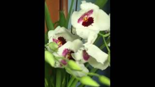 Repotting a Miltoniopsis Hybrid in Semi Water Culture