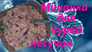 Мішанка для курей несучок взимку.