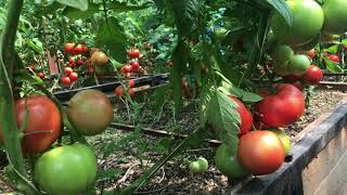 Урожай томатов 🍅👨‍🌾👍🏻 урожай огурцов 😢 и о планах на будущее