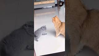 Cat Fight Videos #shorts #cat