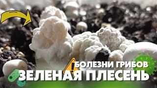 Болезни грибов.Так выглядит ТРИХОДЕРМА- ЗЕЛЕНАЯ ПЛЕСЕНЬ