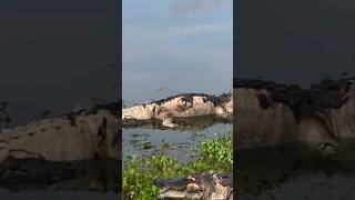 Alligator dragging large alligator carcass part2