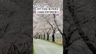 2023.03.25 오늘자 경주 벚꽃 개화 상황, 거의 만개입니다🌸🌸🌸 #경주벚꽃 #벚꽃명소 #풍산벚꽃길 #벚꽃개화상황 #2023벚꽃 #경주가볼만한곳 #경주여행 #경주벚꽃명소