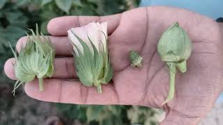 life cycle of cotton plant | how cotton is produced | from plant to cotton | how to grow cotton