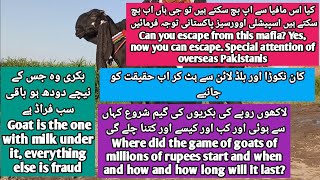 مہنگی بکریوں کی بلڈ لائن اور بریڈ یہ گیم ہے کیا Expensive goat bloodline and bread is this game?