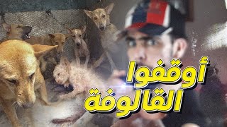 أوقفوا القالوفة في الجزائر .. ما هي القالوفة؟