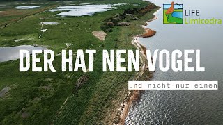 Freunde der Jagd | 𝗧𝗲𝗶𝗹 𝟭 Kiebitz, Kücken, Küste - Brutvogelmonitoring im NSG Freesendorfer Wiesen