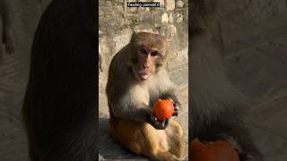 Monkey eating juicy organic tomato #animallover #pet #social #realratan