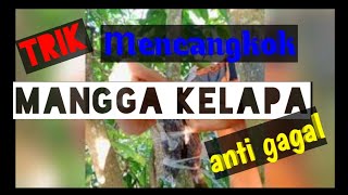 Mencangkok mangga kelapa berbatang BESAR