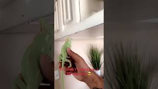 Me and my chameleon  Buddy house tour #tiktok #animal #chameleon #shorts