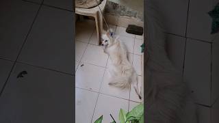 Rambo gussa ho gya 😅 #cutedogvideos #cutedogsplaying #dogshorts #cutedogvideotiktokvideo