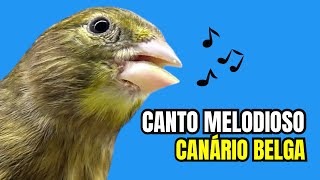 Melodioso CANTO de canário BELGA para ENCARTAR filhotes