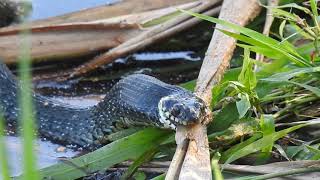 Zaskroniec zjadający upolowaną rybę / Grass snake eating a hunted fish