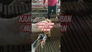 Kambing Qurban di Batam #shorts