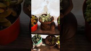 Succulent ASMR 🎧 #succulent #succulents #asmrsound #asmr