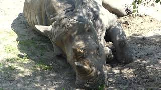 Ceratotherium simum simum (Burchell, 1817) čes. nosorožec tuponosý jižní