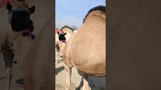 V Beautiful Camel