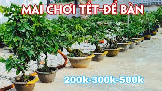 10/08. Mai Để Bàn Các Loại Cúc, Siêu Bông Giá Rẻ.☎0971.118.064