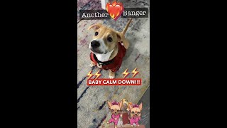 Baby CALM DOWN!!! ❤️‍🔥❤️‍🔥❤️‍🔥#shorts|#dog|#trending|#FYP|#shortsfeed|#funny|#memes|#viral|#cute