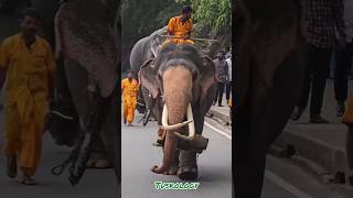 Miyan Raja🐘⚪️|Like & Subscribe #miyanraja #tusker #like #subscribe #tuskology