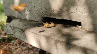 Pollen collected by Bee recorded #beekeeping #beerecording #beeawareness #apismellifera #honeybee