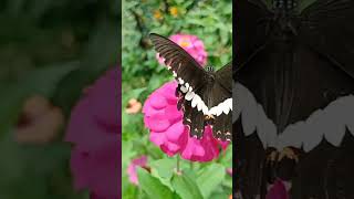 BEAUTIFUL BUTTERFLY IN  ZINNIA FLOWER, THIS COULD GIVE YOU RELAXATION #butterfly #zinnia #asmr