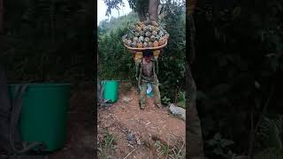 180 kg Pineapples on Shoulder - Epic Pineapple Harvest