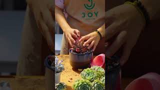 Cutting Roots and Repot Succulents // Joy Garden Succulent #joygarden #succulent