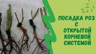 Посадка роз  с открытой корневой системой