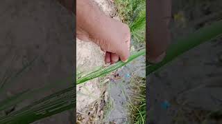 دھان۔ پتہ لپیٹ سنڈی کا حملہ۔ Attack of Rice leaf Folder in Rice |Cyber Agri Extension|